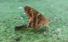 Urbanus proteus proteus