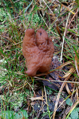 Gyromitra