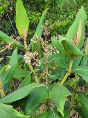 Miconia alata