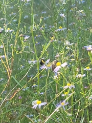 Melissodes dentiventris