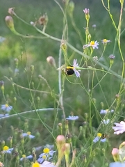 Melissodes dentiventris