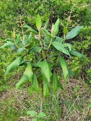 Miconia alata