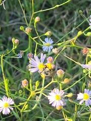 Melissodes dentiventris