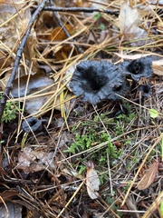 Craterellus cornucopioides