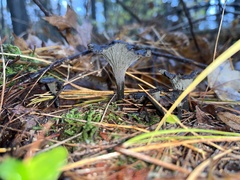 Craterellus cornucopioides