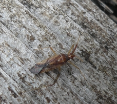 Phytocoris lasiomerus