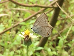 Euchrysops cnejus cnejus
