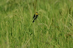 Chrysomus icterocephalus