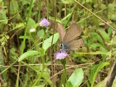 Euchrysops cnejus cnejus