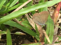 Euchrysops cnejus cnejus