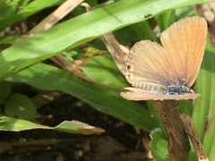 Euchrysops cnejus cnejus