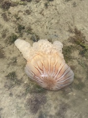 Chrysaora plocamia