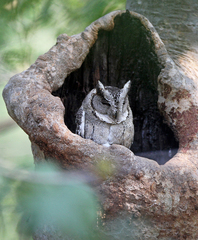 Otus bakkamoena