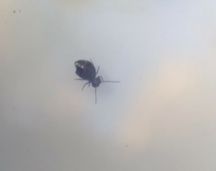 Dicyrtomina