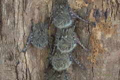Rhynchonycteris naso