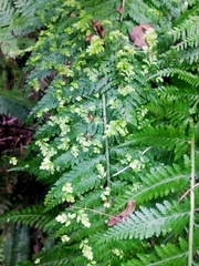 Asplenium bulbiferum
