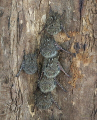 Rhynchonycteris naso