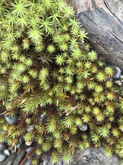 Polytrichum juniperinum