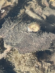 Planorbella campanulata