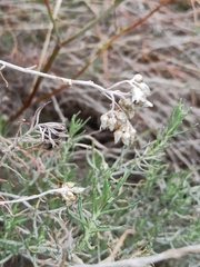 Helichrysum stoechas