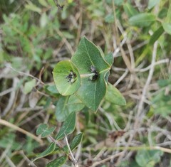 Lonicera implexa
