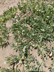 Heliotropium curassavicum