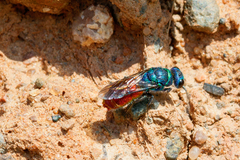 Chrysis mediata