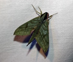 Xylophanes belti