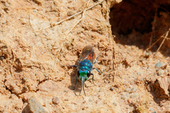 Chrysis mediata