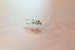 Psocus leidyi
