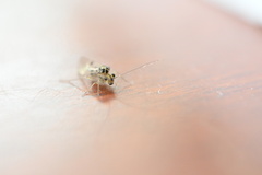 Psocus leidyi