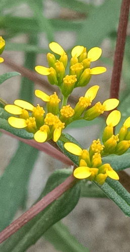 Flaveria ramosissima iNat (1)