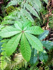 Schefflera digitata