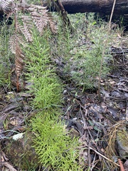 Lycopodium deuterodensum