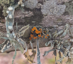 Polycauliona polycarpa
