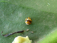 Cryptognatha gemellata