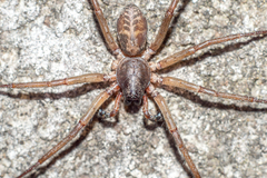 Xeropigo