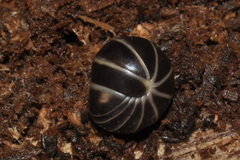 Glomeris marginata