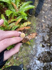 Strobilurus albipilatus