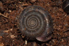 Helicodonta obvoluta