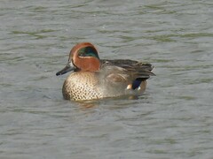Anas crecca crecca