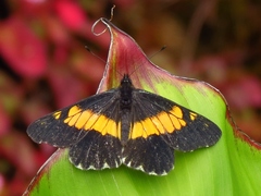 Catasticta teutila flavomaculata