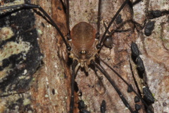 Leiobunum blackwalli