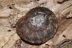 Helicigona lapicida