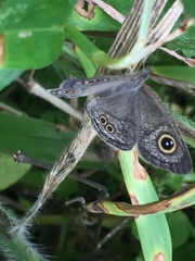 Ypthima baldus newboldi