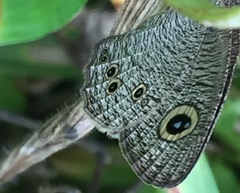 Ypthima baldus newboldi