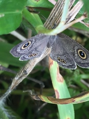 Ypthima baldus newboldi