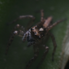 Leptofreya ambigua
