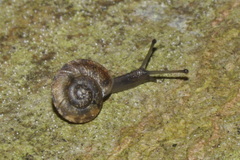 Helicigona lapicida
