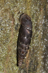 Clausiliidae